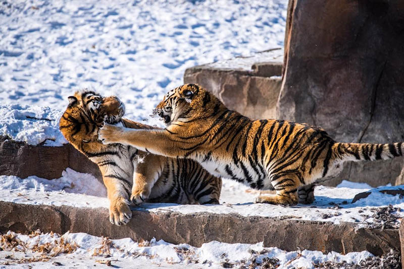 Los tigres siberianos se divierten en el Parque Nacional del Tigre y el Leopardo del Noreste de China. (Foto: Wang Zhaobo, Pueblo en Línea)