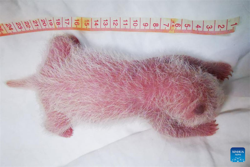 Foto tomada el 10 de agosto de 2022 muestra al panda gigante Cuicui y su cachorro en la base de Shenshuping del Centro de Conservación e Investigación de China para El Panda Gigante en la Reserva Natural Nacional de Wolong, provincia de Sichuan. Un cachorro de panda gigante hembra que pesa 270,4 gramos se convirtió en el recién nacido cautivo más pesado del mundo jamás registrado. Cuicui, un panda de 16 años, dio a luz al cachorro en la base de pandas wolong Shenshuping a las 9:39 p.m. el 5 de agosto, rompiendo el récord anterior de peso al nacer de 249 gramos en poder de un panda nacido en 2021. (Foto: Wei Rongping/Xinhua)