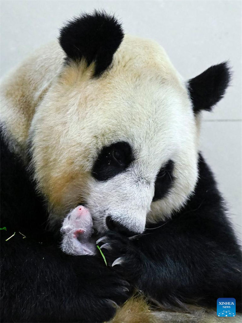 Foto tomada el 15 de agosto de 2022 muestra al panda gigante Cuicui y su cachorro en la base de Shenshuping del Centro de Conservación e Investigación de China para El Panda Gigante en la Reserva Natural Nacional de Wolong, provincia de Sichuan. Un cachorro de panda gigante hembra que pesa 270,4 gramos se convirtió en el recién nacido cautivo más pesado del mundo jamás registrado. Cuicui, un panda de 16 años, dio a luz al cachorro en la base de pandas de Wolong Shenshuping a las 9:39 p.m. del 5 de agosto, rompiendo el récord anterior de peso al nacer de 249 gramos en poder de un panda nacido en 2021, detalló el Centro de Conservación e Investigación de China para el Panda Gigante. (Foto: Shen Bohan/ Xinhua)