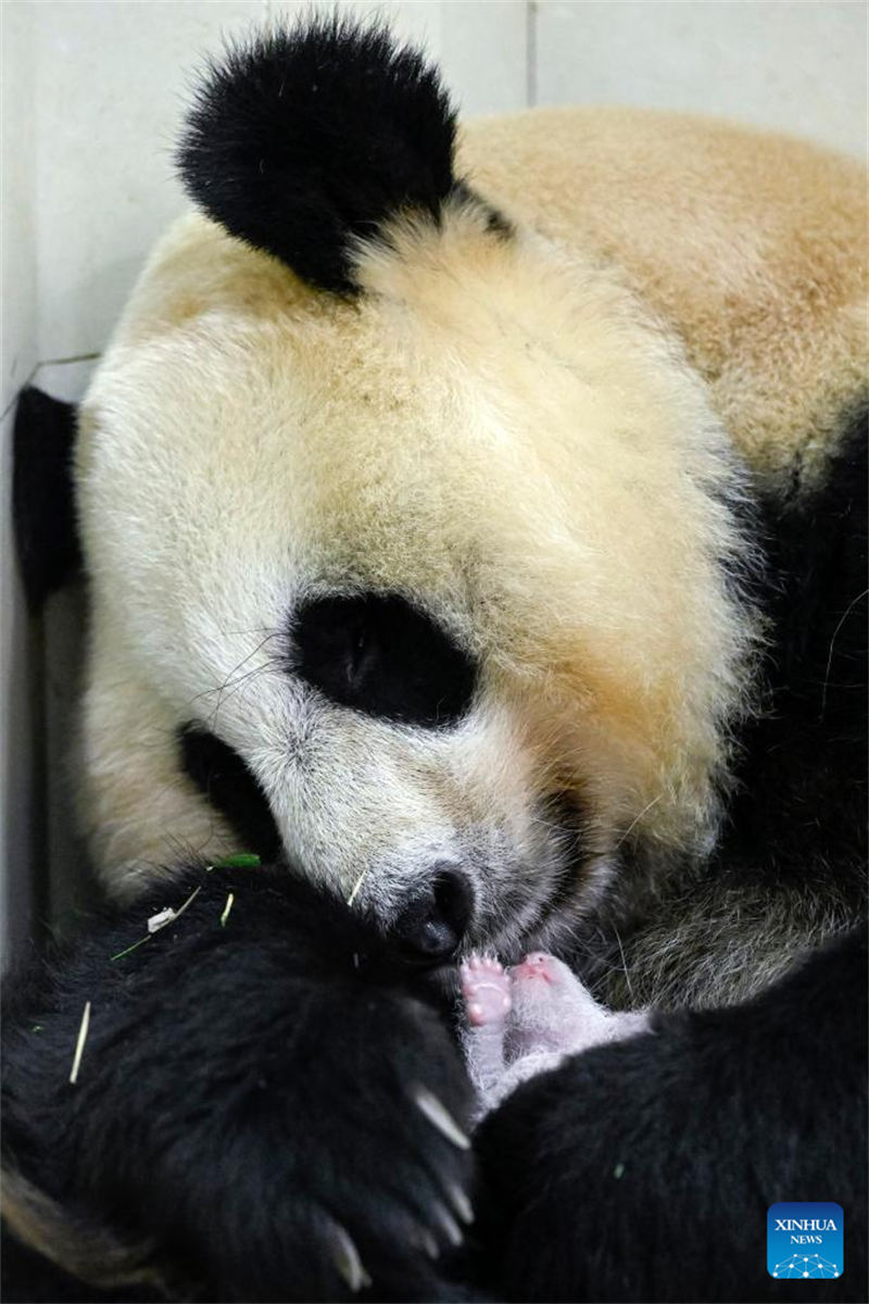 Foto tomada el 15 de agosto de 2022 muestra al panda gigante Cuicui y su cachorro en la base de Shenshuping del Centro de Conservación e Investigación de China para El Panda Gigante en la Reserva Natural Nacional de Wolong, provincia de Sichuan. Un cachorro de panda gigante hembra que pesa 270,4 gramos se convirtió en el recién nacido cautivo más pesado del mundo jamás registrado. Cuicui, un panda de 16 años, dio a luz al cachorro en la base de pandas de Wolong Shenshuping a las 9:39 p.m. del 5 de agosto, rompiendo el récord anterior de peso al nacer de 249 gramos en poder de un panda nacido en 2021, detalló el Centro de Conservación e Investigación de China para el Panda Gigante. (Foto: Shen Bohan/ Xinhua)