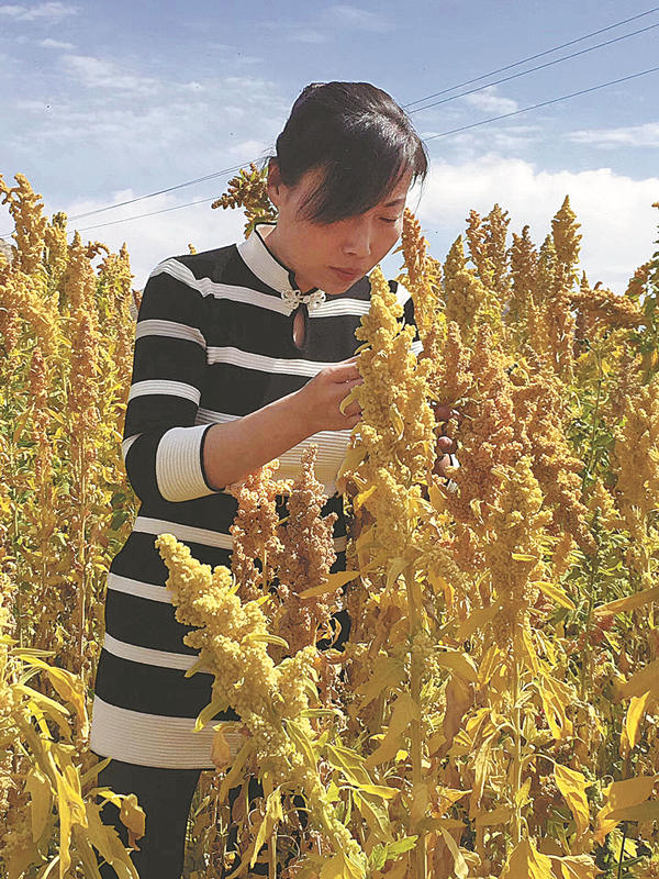 Ex profesora universitaria promueve la quinua entre los agricultores de Ningxia