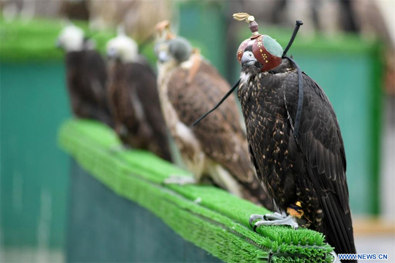 Imagen del 28 de agosto de 2022 de halcones a la venta en el mercado de halcones en el distrito de Al-Rai, en la Gobernación de Farwaniya, Kuwait. Las aves de presa entrenadas son vendidas en este famoso mercado de halcones que tiene una historia de más de 4 años. (Xinhua/Ghazy Qaffaf)