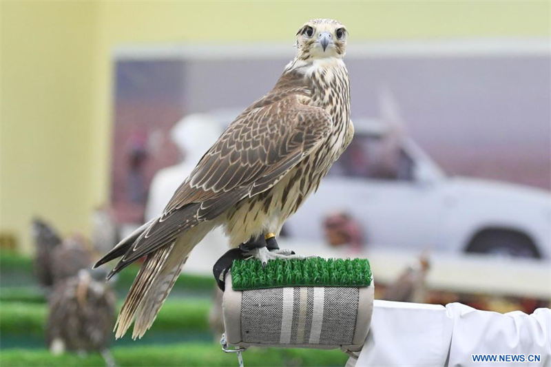 Imagen del 28 de agosto de 2022 de un halcón a la venta en el mercado de halcones en el distrito de Al-Rai, en la Gobernación de Farwaniya, Kuwait. Las aves de presa entrenadas son vendidas en este famoso mercado de halcones que tiene una historia de más de 4 años. (Xinhua/Ghazy Qaffaf)