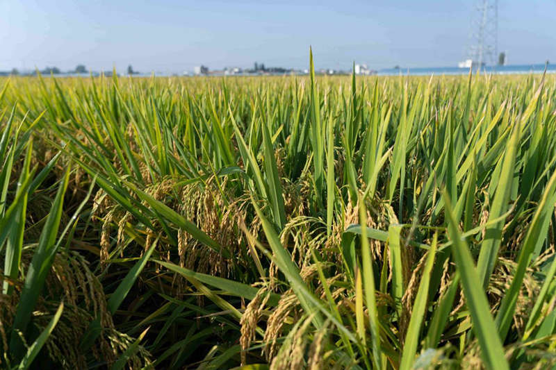 La base de demostración de arroz superhíbrido en la ciudad de Mengzi de la provincia de Yunnan registró una excelente cosecha de 1.076,16 kilogramos por mu (0,067 hectáreas) en promedio a principios de septiembre. [Foto de Cao Fanxi/para chinadaily.com.cn]