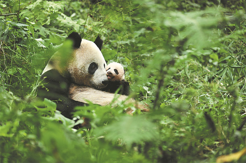 Una madre panda con su cachorro en la base Hetaoping, 21 de agosto del 2022. (Foto: He Shengshan/ China Daily)