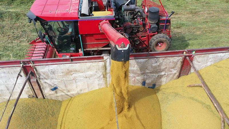 Los agricultores en el condado de Jingxian de Hengshui, provincia de Hebei, han estado ocupados cosechando mijo. [Foto: proporcionada a chinadaily.com.cn]