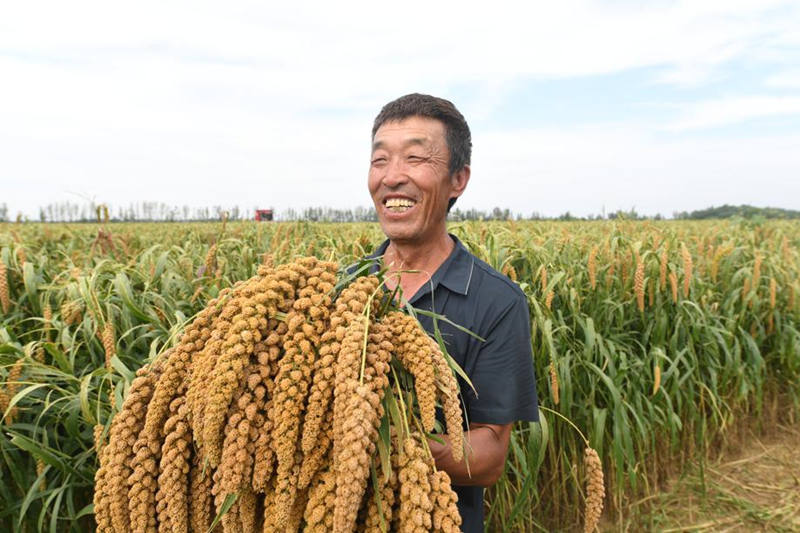 Los agricultores en el condado de Jingxian de Hengshui, provincia de Hebei, han estado ocupados cosechando mijo. [Foto: proporcionada a chinadaily.com.cn]