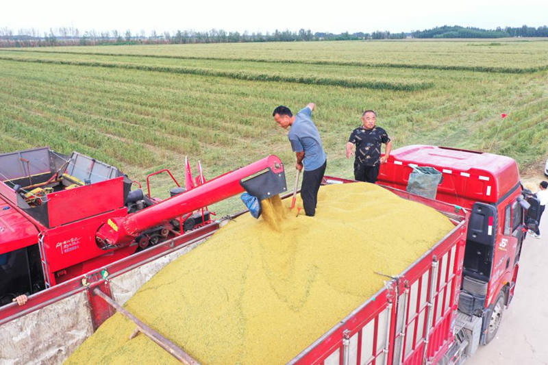 Los agricultores en el condado de Jingxian de Hengshui, provincia de Hebei, han estado ocupados cosechando mijo. [Foto: proporcionada a chinadaily.com.cn]