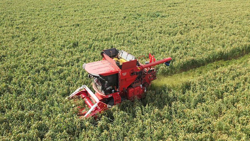 Los agricultores en el condado de Jingxian de Hengshui, provincia de Hebei, han estado ocupados cosechando mijo. [Foto: proporcionada a chinadaily.com.cn]