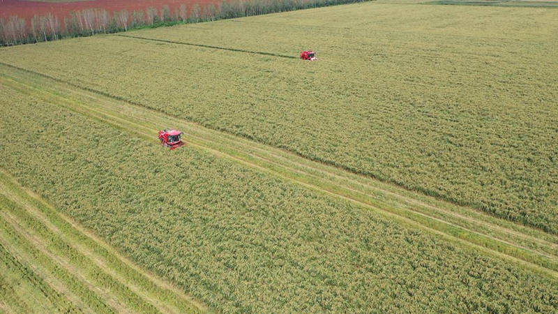 Los agricultores en el condado de Jingxian de Hengshui, provincia de Hebei, han estado ocupados cosechando mijo. [Foto: proporcionada a chinadaily.com.cn]