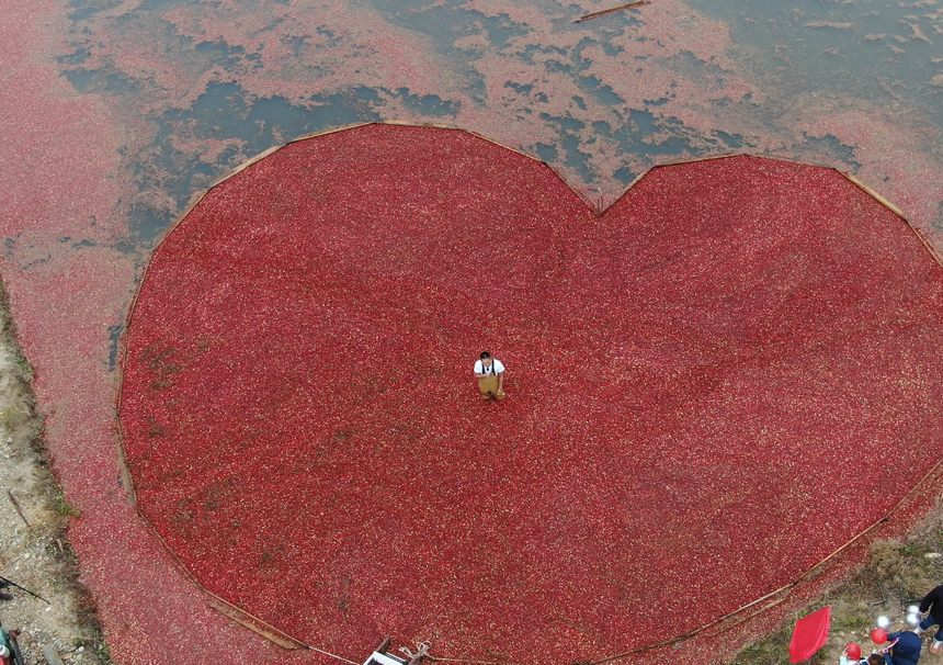La base de siembra de arándanos más grande de China, ubicada en la ciudad de Fuyuan, provincia de Heilongjiang, entra en su temporada temprana de cosecha. (Foto: Cortesía)