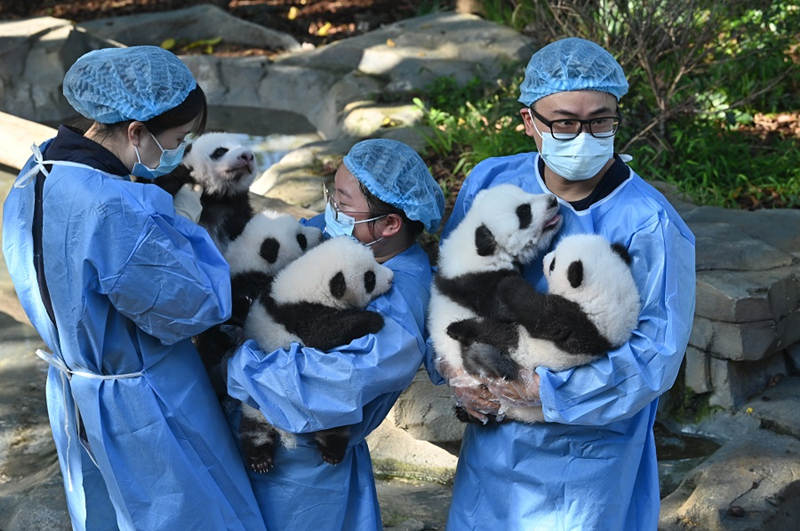 Cachorros de panda se reúnen con público en la base de cría