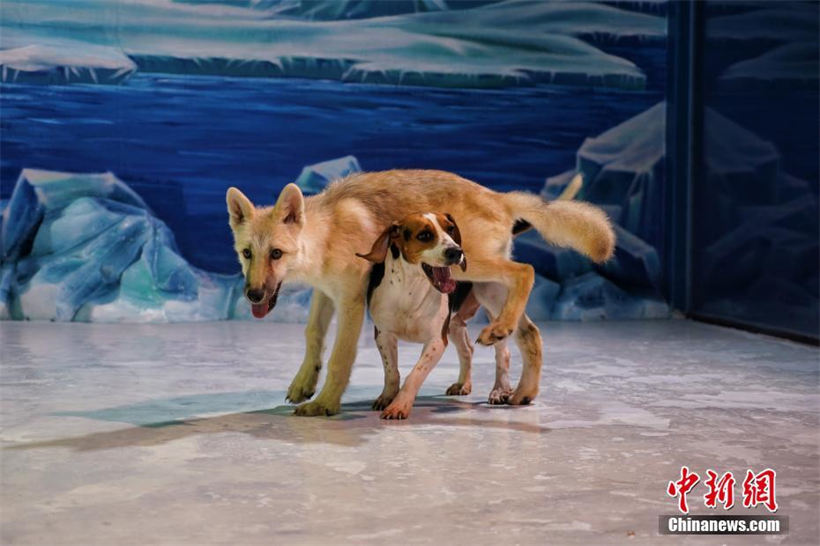 El primer lobo ártico clonado, Maya, aparece en Harbin Polarland, ubicado en la provincia de Heilongjiang, noreste de China, el 28 de septiembre de 2022, junto con la madre sustituta del lobo, un beagle. Foto: Chinanews.com