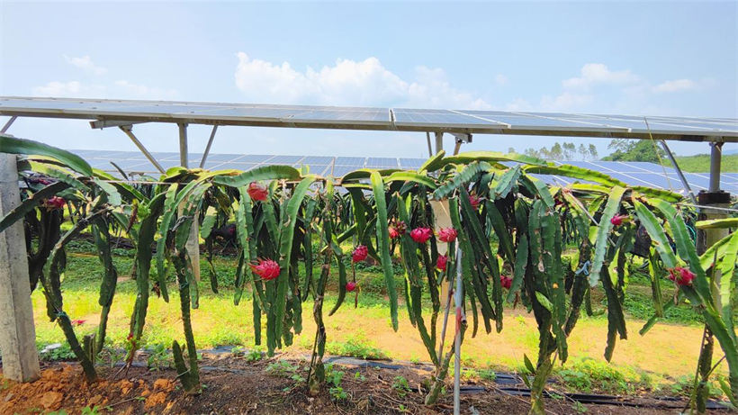 En la central eléctrica fotovoltaica de la granja Zhilong hay árboles de frutas del dragón o pitayas, aves de corral y ganado bajo los paneles fotovoltaicos. [Foto proporcionada a chinadaily.com.cn]