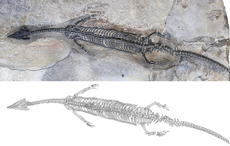 Encuentran nuevo fósil de reptil marino en China