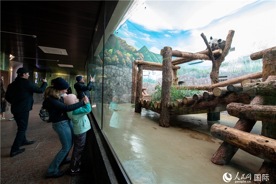 Pandas gigantes del Zoológico de Moscú atraen turistas