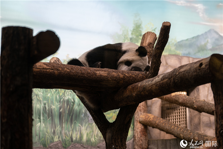 Pandas gigantes del Zoológico de Moscú atraen turistas