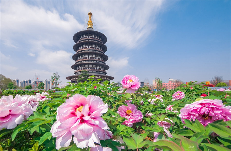 Luoyang está lista para inaugurar su esperado Festival Cultural de la Peonía