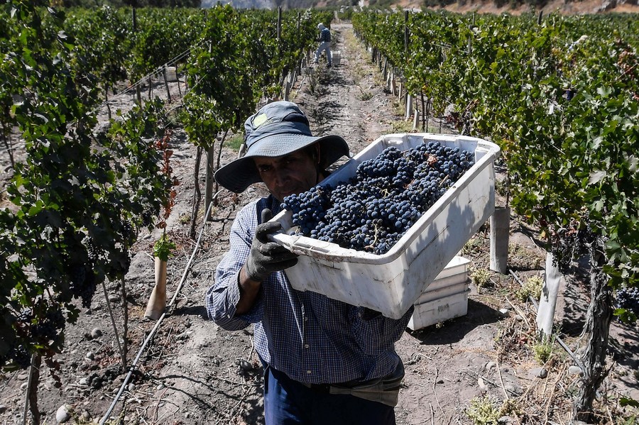 Imagen del 30 de marzo de 2023 de un hombre transportando una caja de uvas en la Viña Concha y Toro, en la localidad de Pirque, en Santiago, Chile. En los fértiles valles centrales del Maipo, en la localidad de Pirque, y a menos de una hora al sur del centro administrativo y político de la capital chilena, se cosechan las uvas para los vinos que acaparan las estanterías y paladares en el mundo y que han conquistado al mercado chino. En esta zona vitivinícola está afincada la Viña Concha y Toro, un holding que exporta sus vinos a 130 países. (Xinhua/Jorge Villegas)