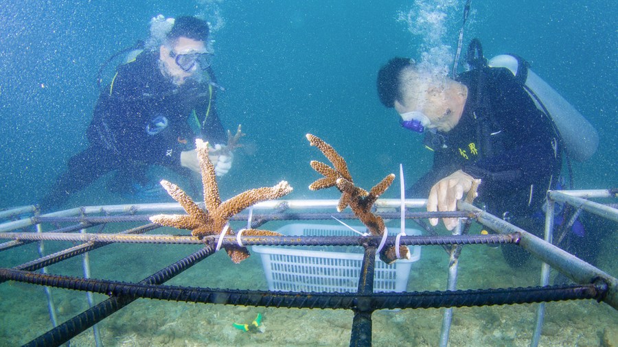 Imagen de archivo del 7 de junio de 2022 de un investigador y un empleado trasplantando corales en las aguas de la Isla de Fenjiezhou de la provincia de Hainan, en el sur de China. (Xinhua/Zhang Liyun)