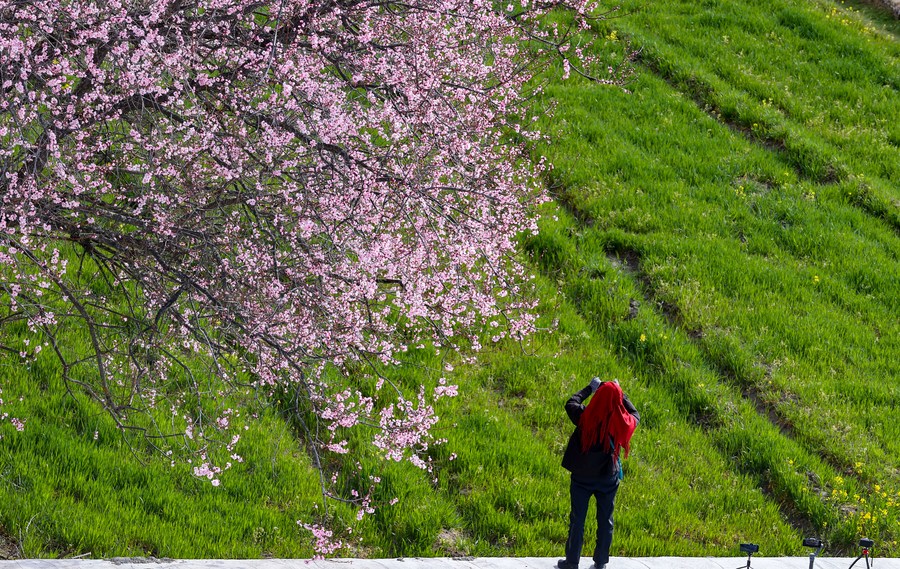 Turista toma fotos de flores de durazno en la aldea Suosong en Nyingchi, en la región autónoma del Tíbet, en el suroeste de China, el 5 de abril de 2023. (Xinhua/Jiang Fan)