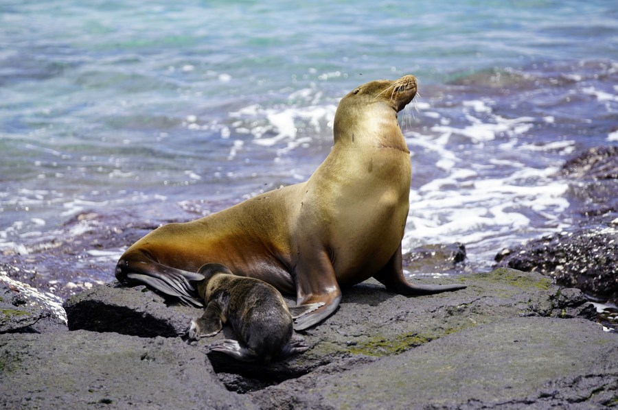 Imagen  de un león marino adulto y un cachorro descansando en la Isla Plaza Sur, una de las Islas Galápagos, en Ecuador.