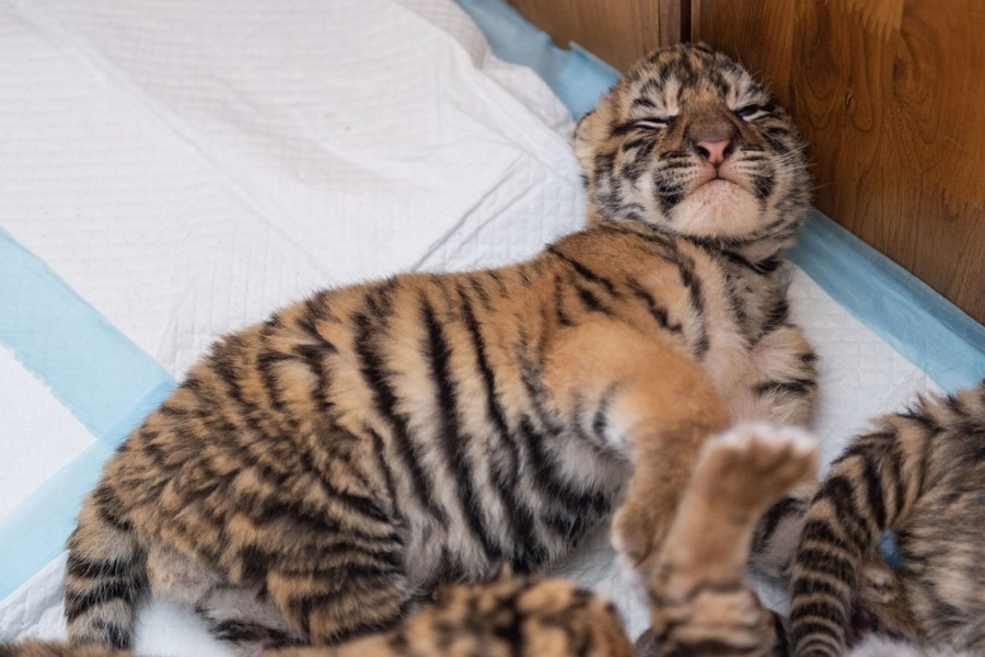 Nacen más de 30 cachorros de tigre siberiano en centro de cría en China en cinco meses