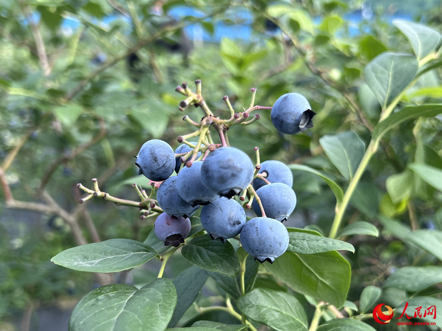 La lucha contra la pobreza da sus frutos más dulces en Xinyang