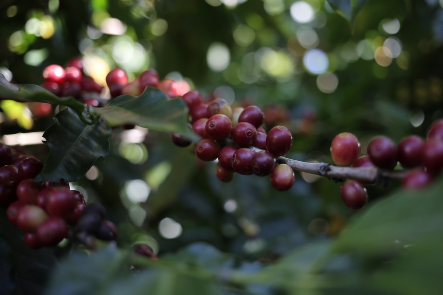 Imagen del 10 de enero de 2019 de granos de café en la planta de la finca Don Pepe Estate, en la comunidad de Boquete, provincia de Chiriquí, Panamá. El café especial Geisha de Panamá pasó en pocos años a ser "una punta de lanza" para dar a conocer la caficultura del país y conquistar con su sabor el mercado asiático. Este café especial se produce en las faldas del volcán Barú, que con sus 3,474 metros sobre el nivel del mar es el punto más elevado del territorio panameño. (Xinhua/Mauricio Valenzuela)