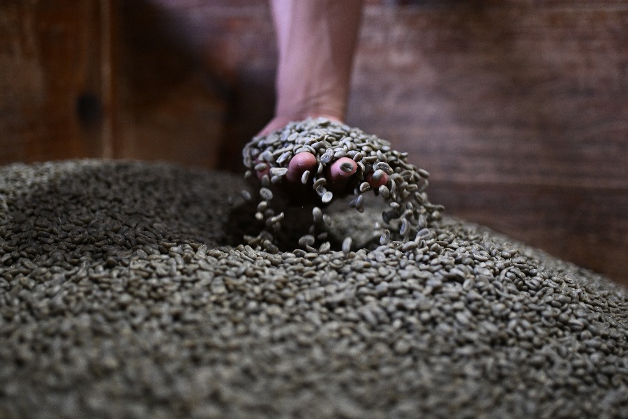 Un trabajador revisa granos de café recién despulpado en una planta de procesamiento en Marcala, Honduras, el 6 de mayo de 2023. (Xinhua/Xin Yuewei)