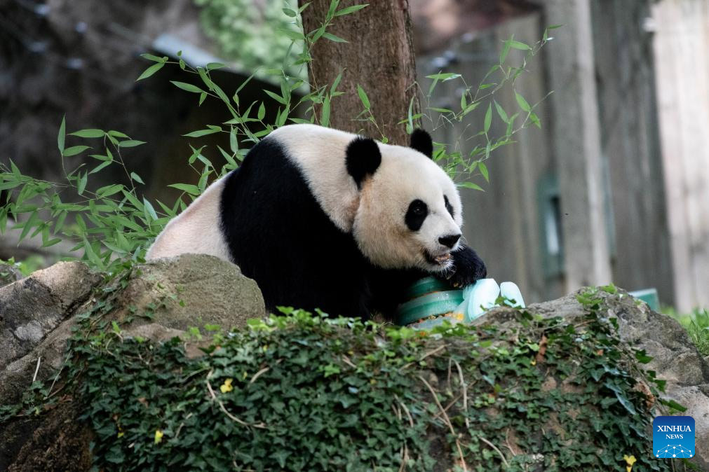 La panda gigante Mei Xiang celebra su 25º cumpleaños en zoológico de Washington