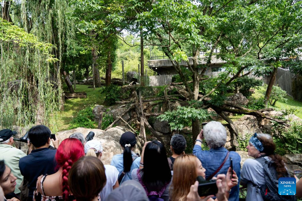 La panda gigante Mei Xiang celebra su 25º cumpleaños en zoológico de Washington