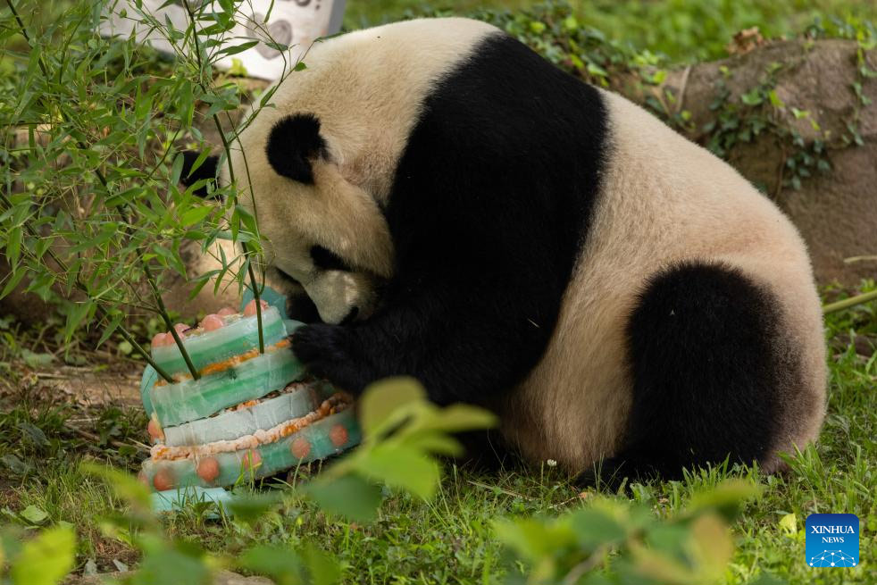 La panda gigante Mei Xiang celebra su 25º cumpleaños en zoológico de Washington