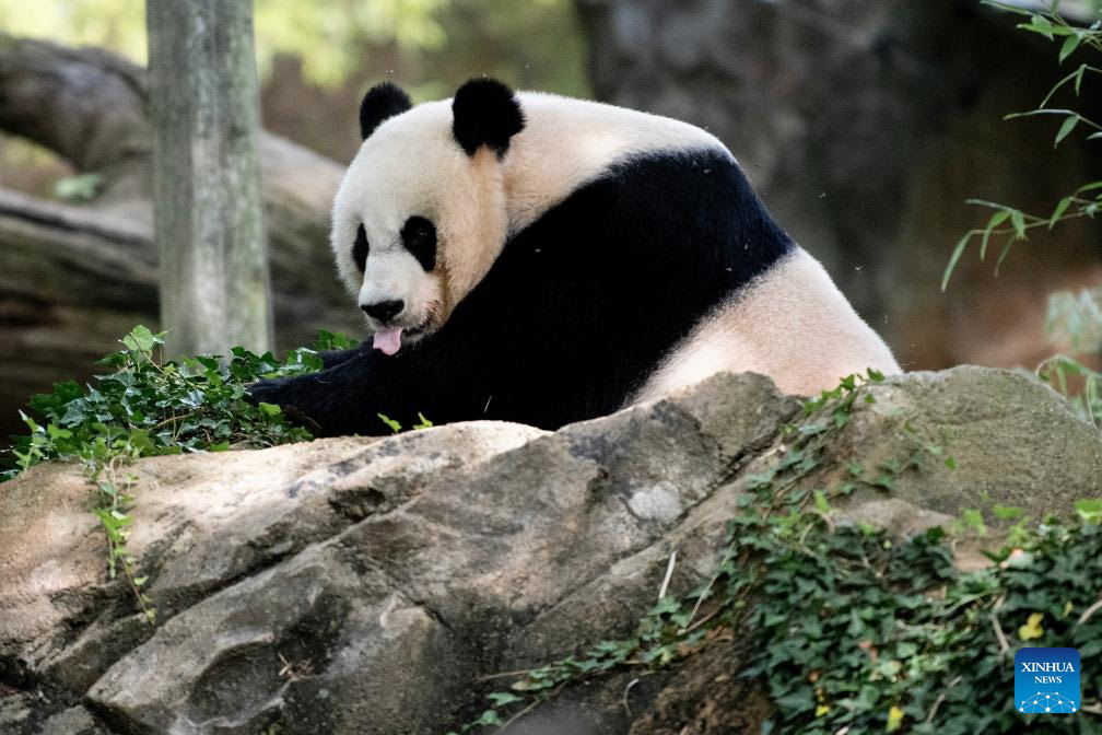 La panda gigante Mei Xiang celebra su 25º cumpleaños en zoológico de Washington