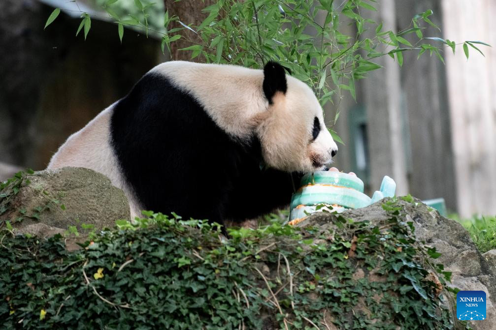 La panda gigante Mei Xiang celebra su 25º cumpleaños en zoológico de Washington