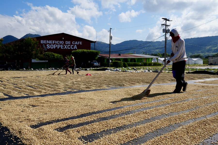 Imagen del 7 de diciembre de 2022 de caficultores trabajando para tender granos de café, en las montañas del departamento de Matagalpa, Nicaragua. En las fértiles montañas de Nicaragua, miles de pequeños productores cultivan y procesan de manera artesanal un café de primera calidad, ahora con el incentivo de una posible entrada en el mercado chino. (Xinhua/Xi Yue)