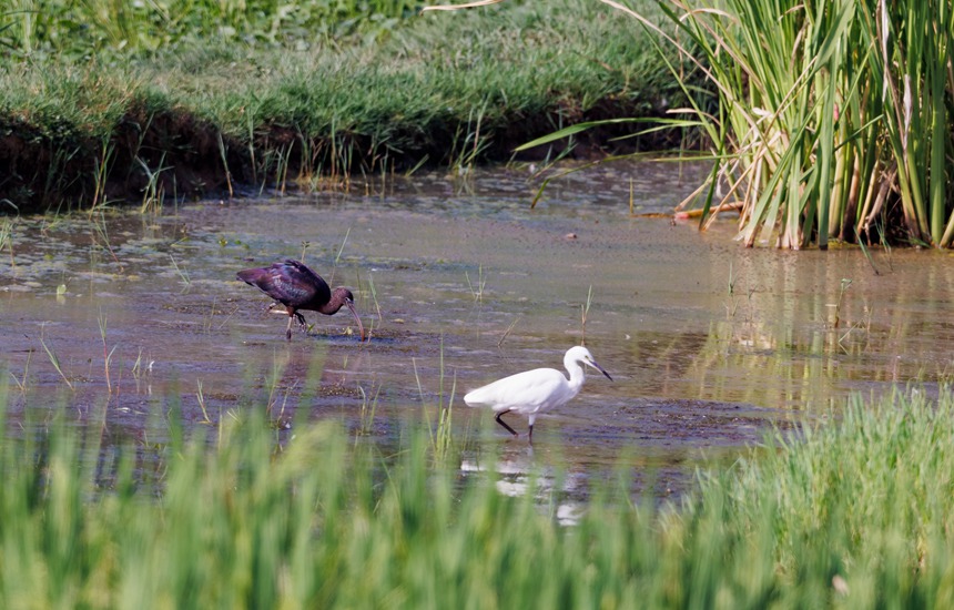 Avistan en Chongqing un ibis brillante, una especie que se creía extinta