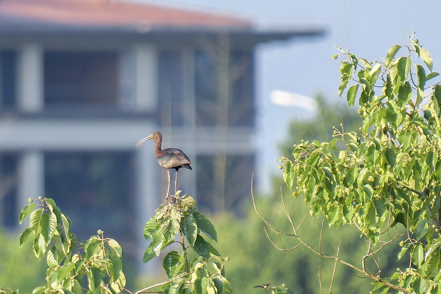 Avistan en Chongqing un ibis brillante, una especie que se creía extinta