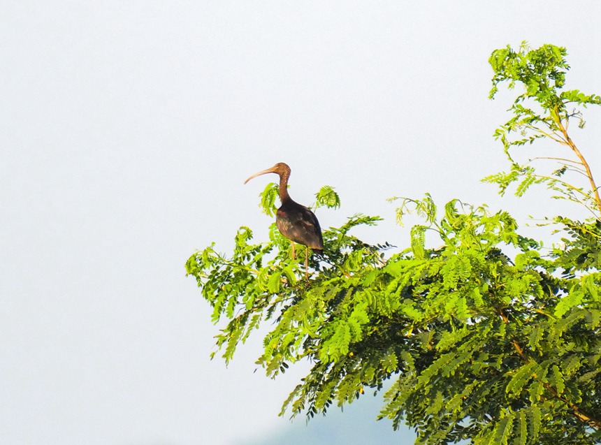 Avistan en Chongqing un ibis brillante, una especie que se creía extinta