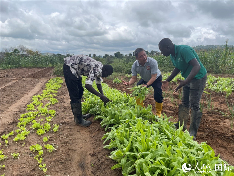 Wang Xuemin trabaja en Nigeria. (Foto de Zhao Yanhong/Diario del Pueblo digital))