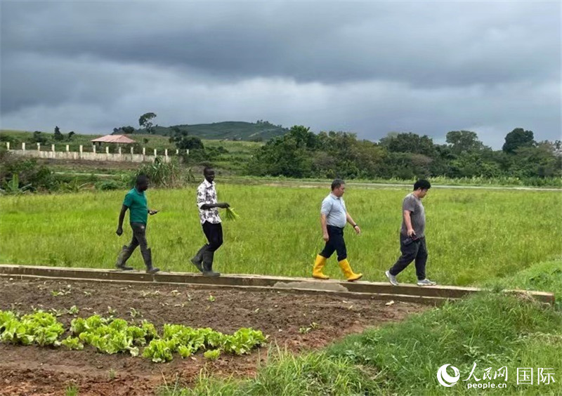 El reportero de Diario del Pueblo digital, Liu Ning (primero desde la derecha) caminó por el campo de la esperanza con Wang Xuemin, Bulus y Bitrus. (Foto de Zhao Yanhong, Diario del Pueblo digital)