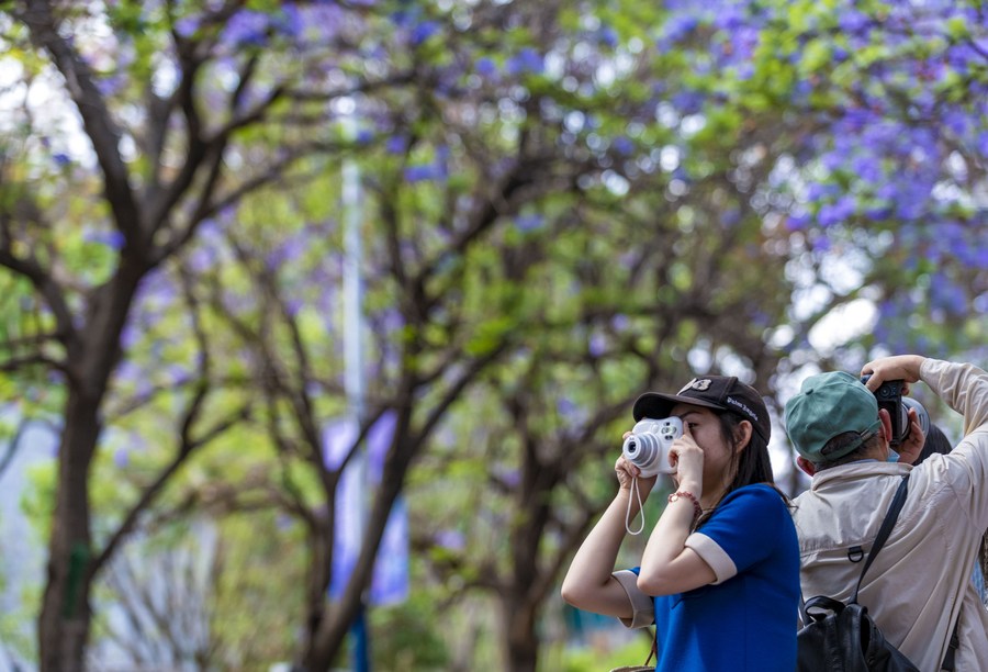 Imagen del 8 de mayo de 2022 de personas tomando fotografías de flores de jacarandas, en Kunming, en la provincia de Yunnan, en el suroeste de China. En los últimos años, la ciudad ha aportado más vitalidad a sus mercados turísticos combinando su paisaje de jacarandas y su creatividad cultural. (Xinhua/Chen Xinbo)