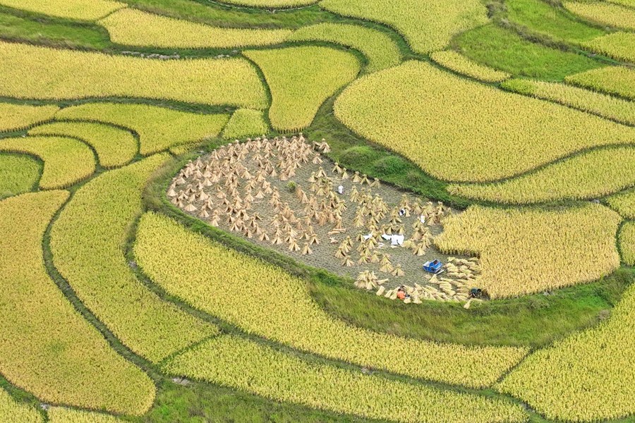 La foto aérea muestra a agricultores que cosechan arroz en el poblado de Pingzhai del distrito de Huaxi, Guiyang, provincia de Guizhou, suroeste de China, el 23 de septiembre de 2023. (Foto de Wang Bo/Xinhua)