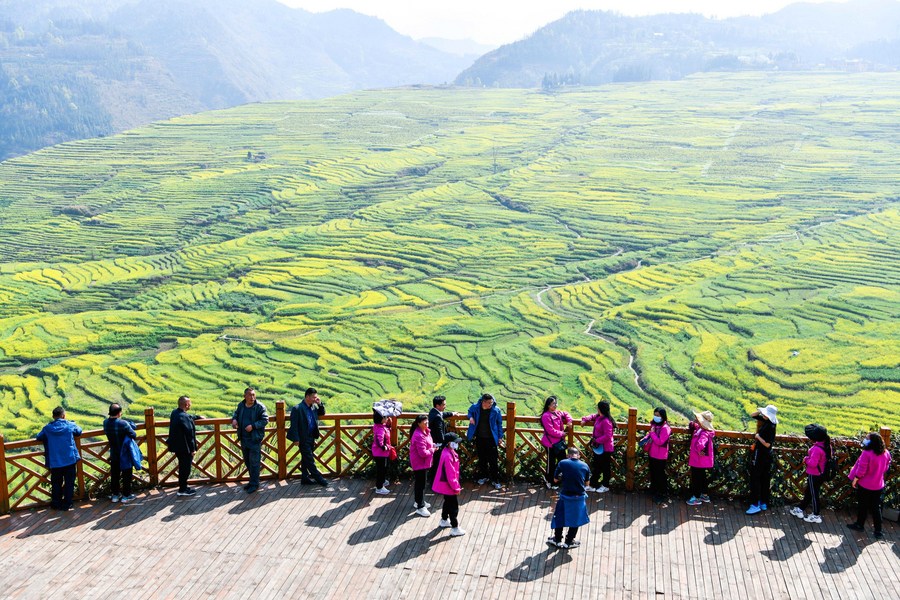 Imagen del 7 de marzo de 2022 de turistas observando el paisaje de flores de colza en Panzhou, en la provincia de Guizhou, en el suroeste de China. (Xinhua/Yang Wenbin)