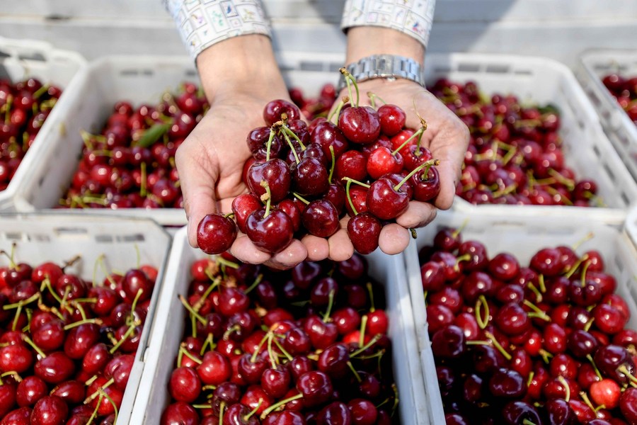  Imagen del 5 de diciembre de 2019 de un agricultor mostrando cerezas en la Finca Chicauma, en la comuna de Lampa, en Santiago, Chile.  (Xinhua/Jorge Villegas)