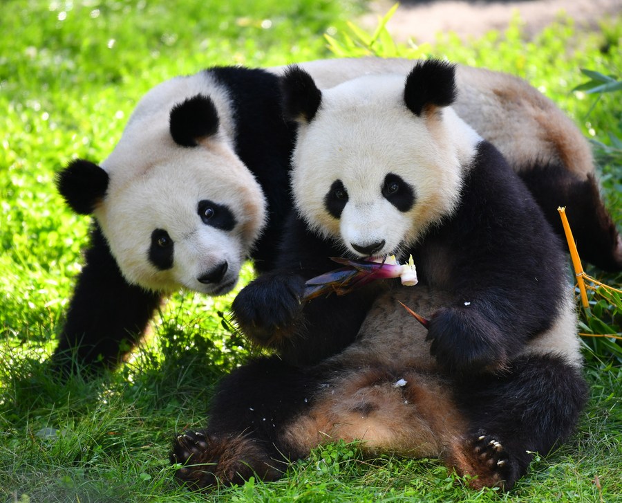 Imagen del 31 de agosto de 2022 de los gemelos de panda gigante Meng Xiang, y Meng Yuan (i), en el Zoológico de Berlín, en Berlín, capital de Alemania.(Xinhua/Ren Pengfei)