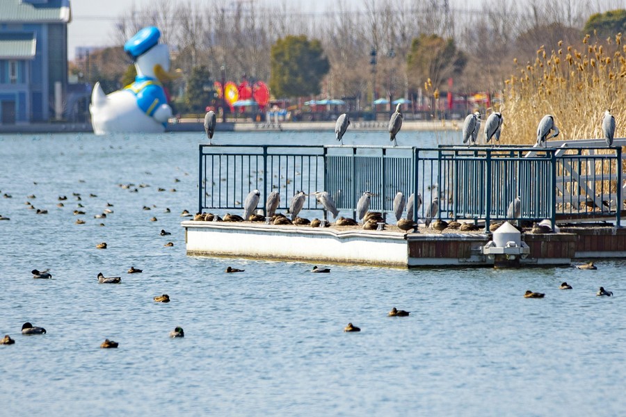 Imagen del 27 de febrero de 2023 de aves en el Parque de las Estrellas Fugaces del Shanghai Disney Resort, en Shanghai, en el este de China. (Xinhua)