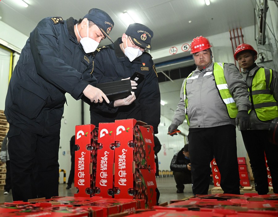 Miembros del personal de las aduanas revisan cerezas importadas en la zona portuaria de libre comercio de Dongjiang, en la municipalidad septentrional china de Tianjin, el 17 de enero de 2024. (Xinhua/Zhao Zishuo)