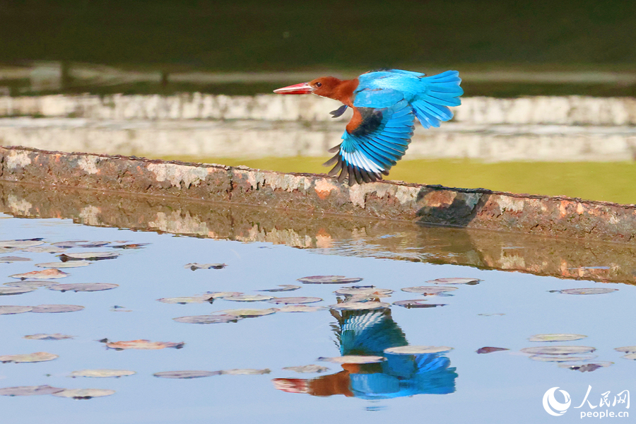 Martín pescador de garganta blanca visto en un parque en Xiamen, en el sureste de China