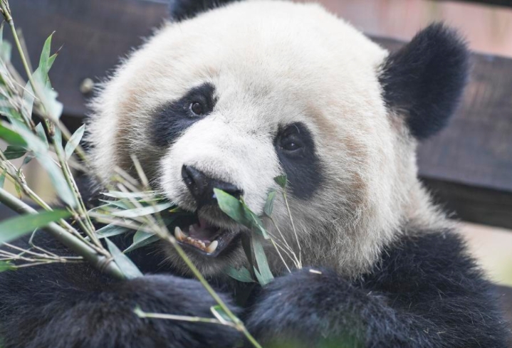 El panda gigante Qing Hua en el parque temático de animales Locajoy, en el distrito de Yongchuan, de la municipalidad de Chongqing, en el suroeste de China, el 18 de enero de 2024. (Xinhua/Wang Quanchao)